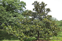 Magnolia grandiflora 'Edith Bogue' — photo 2